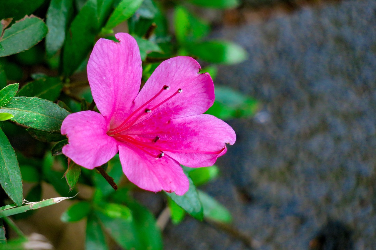 Rhododendron,  Augalų,  Gražus,  Pobūdį,  Lapų,  Gėlė,  Šviesos,  Žydėjimas, Nemokamos Nuotraukos,  Nemokama Licenzija