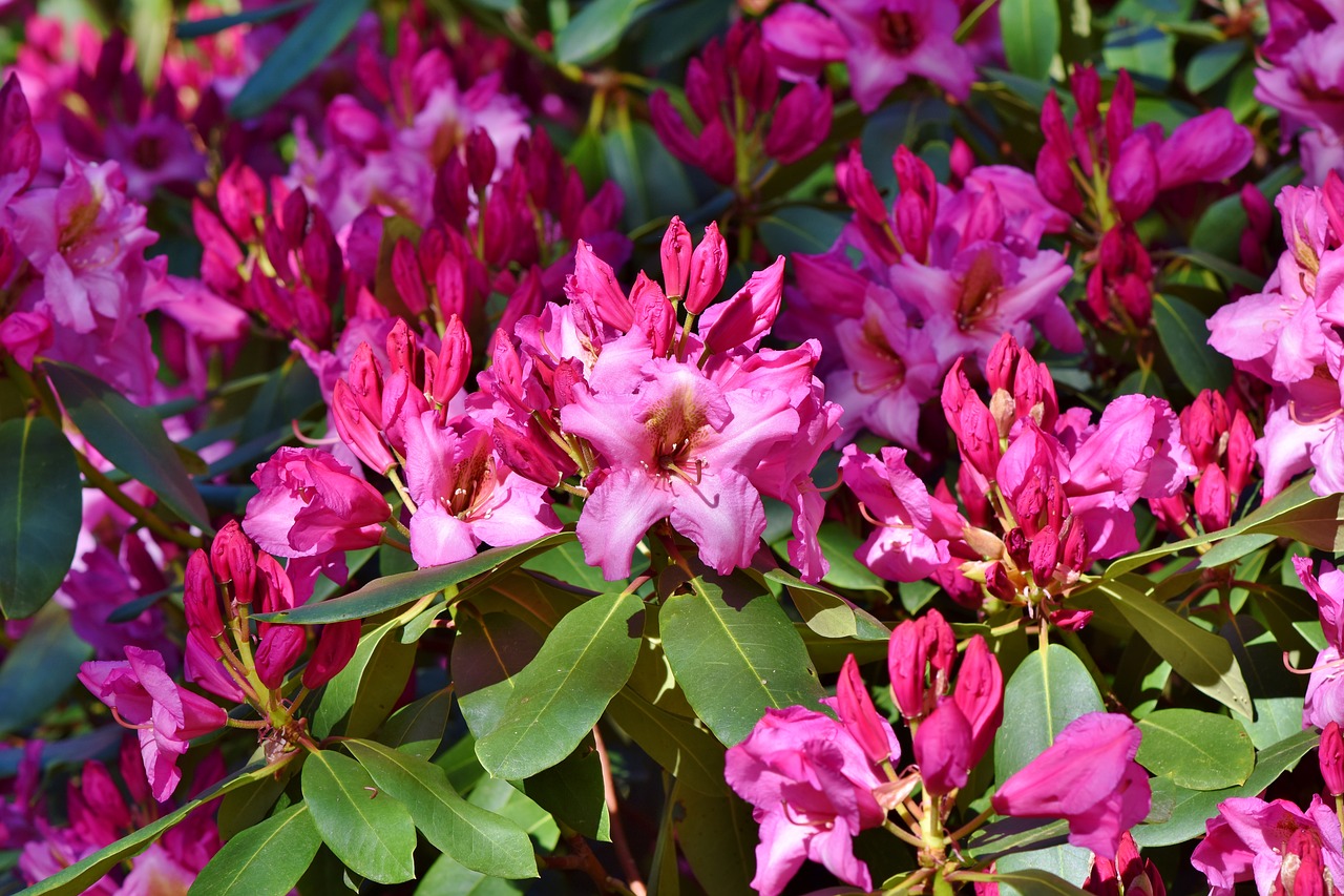 Rhododendron,  Rhododendron Pumpurai,  Rhododendron Gėlių,  Rožinė Rhododendron,  Bud,  Žiedas,  Žydi,  Pavasaris,  Krūmas,  Žydėjimo Krūmas