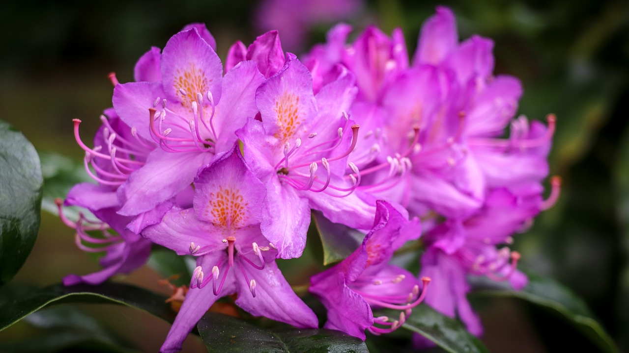 Rhododendron,  Rožinis,  Gėlė, Nemokamos Nuotraukos,  Nemokama Licenzija