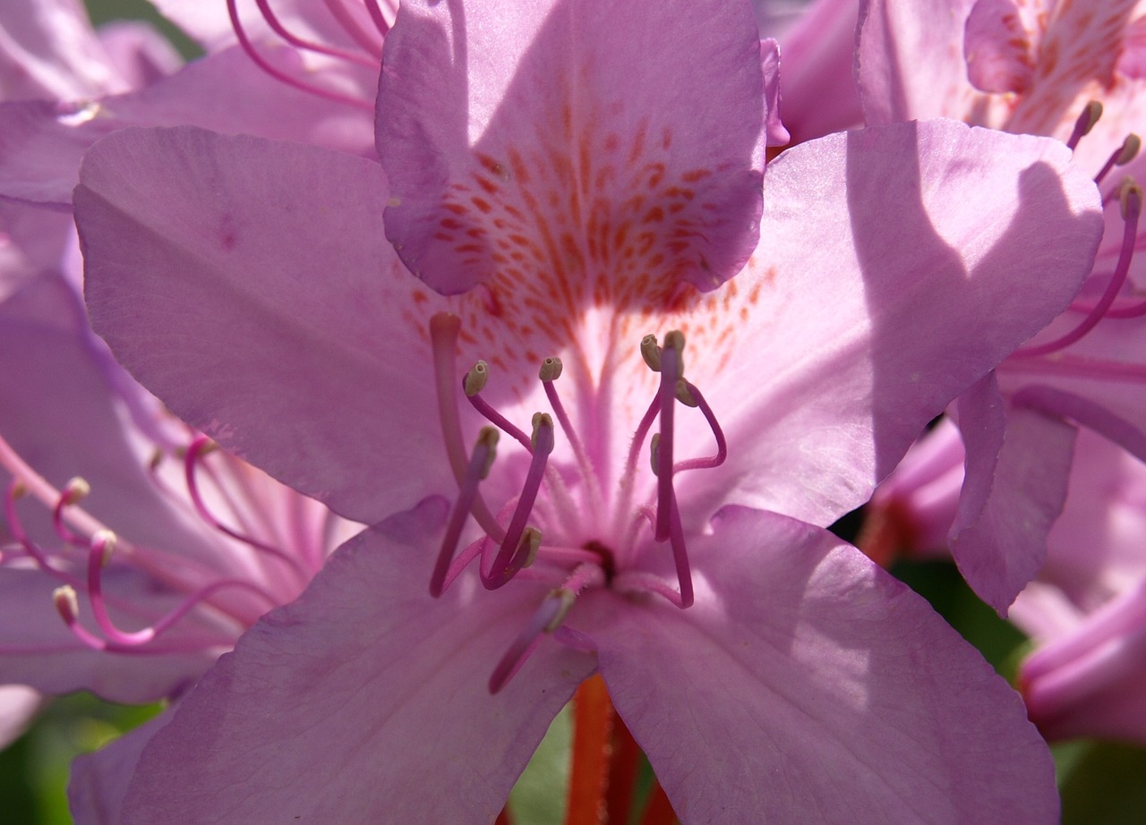 Rododendras, Antspaudas, Žiedas, Žydėti, Uždaryti, Violetinė, Nemokamos Nuotraukos,  Nemokama Licenzija