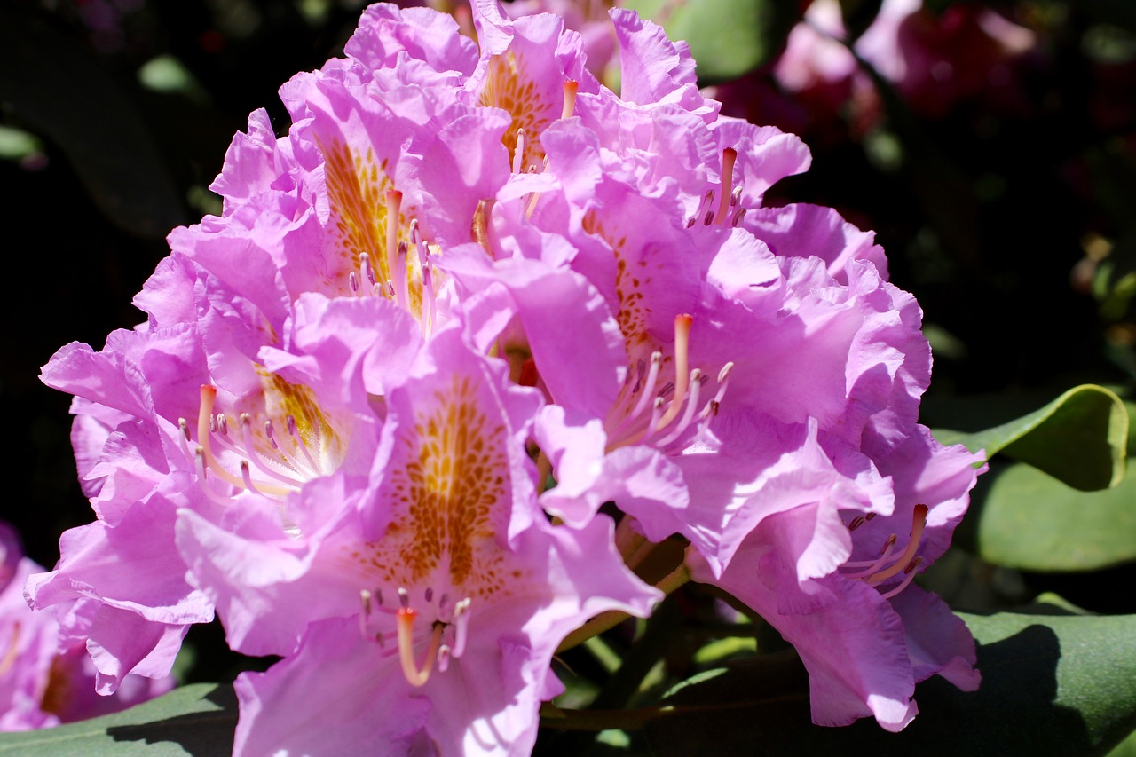 Rhododendron,  Žiedas,  Žydi,  Pavasaris,  Rožinis,  Pobūdį,  Gėlės,  Bud,  Krūmas,  Violetinė