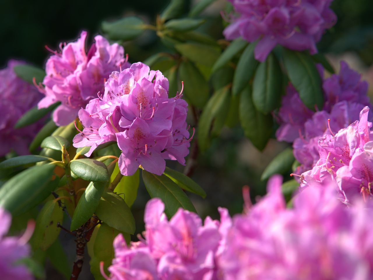 Rhododendron,  Gėlė,  Žiedas,  Žydi,  Augalų,  Dekoratyvinis Augalas,  Pobūdį,  Pavasaris,  Sodas,  Žalias