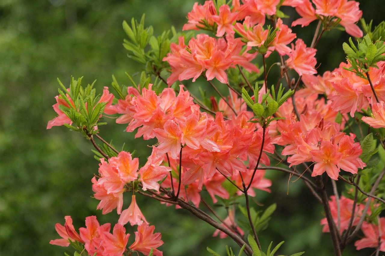 Rhododendron,  Augalų,  Žydi,  Gėlės,  Krūmas,  Pobūdį,  Vasara,  Botanikos Sodas,  Šviesus,  Gražus