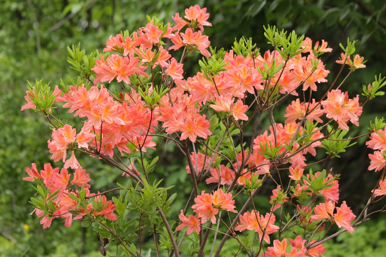 Rhododendron,  Augalų,  Žydi,  Gėlės,  Krūmas,  Pobūdį,  Vasara,  Botanikos Sodas,  Šviesus,  Gražus