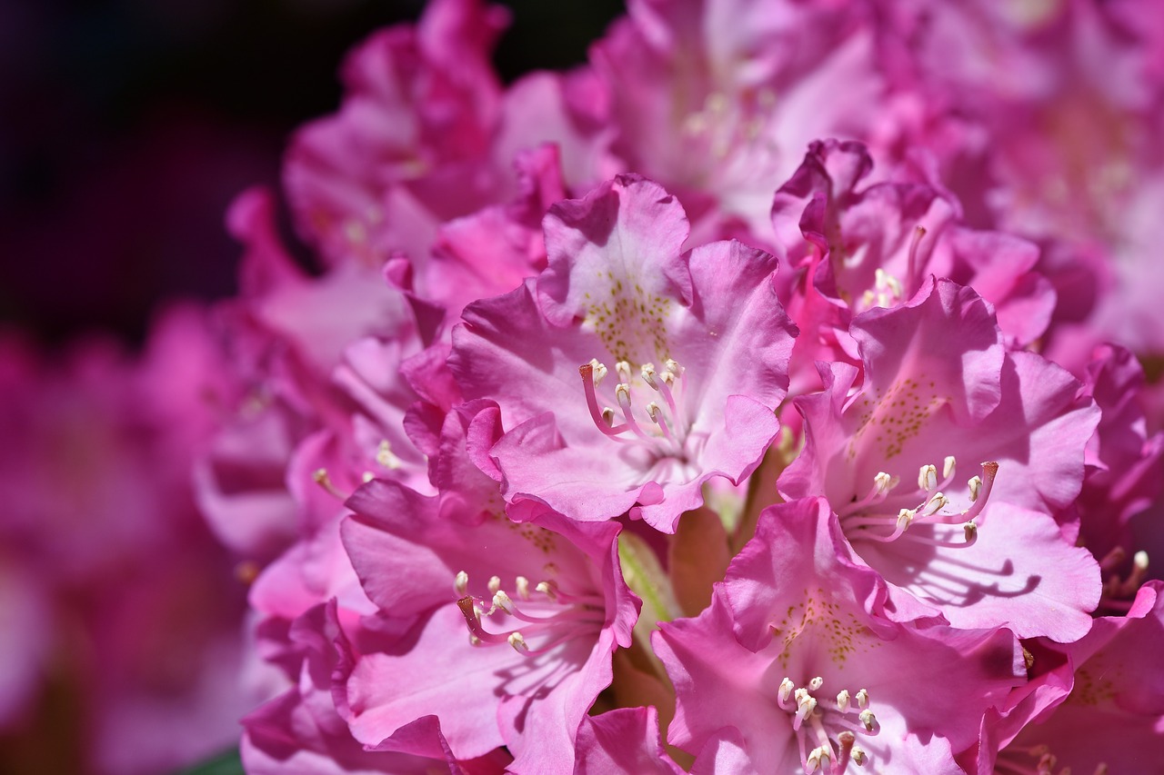 Rhododendron,  Rhododendron Pumpurai,  Rhododendron Gėlių,  Violetinė Rhododendron,  Bud,  Žiedas,  Žydi,  Pavasaris,  Krūmas,  Žydėjimo Krūmas