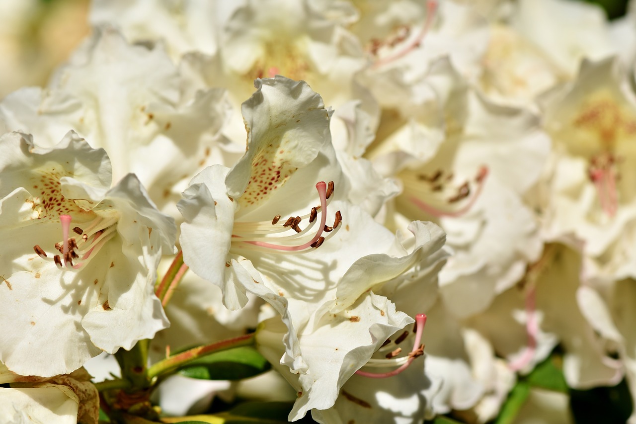 Rhododendron,  Rhododendron Pumpurai,  Rhododendron Gėlių,  Balta Rododendronów,  Bud,  Žiedas,  Žydi,  Pavasaris,  Krūmas,  Žydėjimo Krūmas