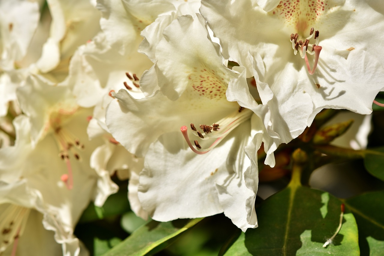 Rhododendron,  Rhododendron Pumpurai,  Rhododendron Gėlių,  Balta Rododendronów,  Bud,  Žiedas,  Žydi,  Pavasaris,  Krūmas,  Žydėjimo Krūmas