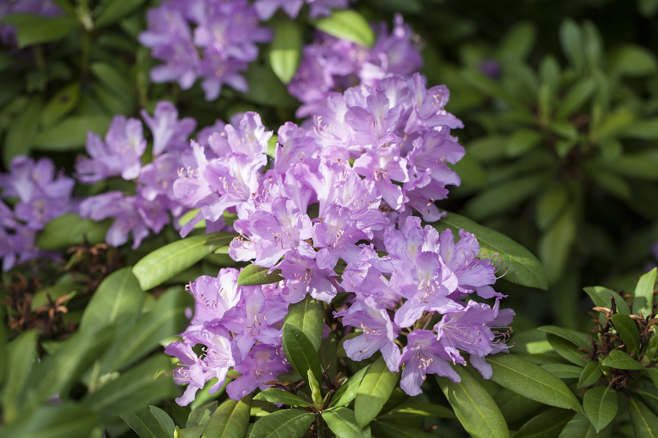 Rhododendron,  Guzeripl,  Ponto Rododendronów,  Gėlės,  Alyvinė,  Kaukazo,  Azalija,  Augalų,  Žydėjimo Krūmas, Nemokamos Nuotraukos