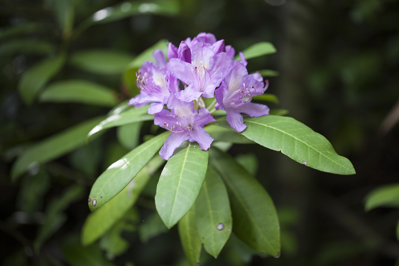 Rhododendron,  Azalija,  Gėlės,  Žydėjimo Krūmas,  Alyvinis, Nemokamos Nuotraukos,  Nemokama Licenzija