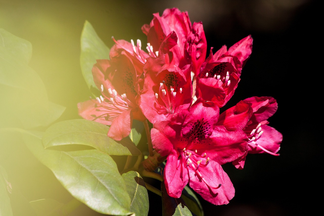 Rododendras, Traubas, Doldentraub, Žiedynai, Gentis, Erikacinių Šeimos, Ericaceae, Raudona, Žalias, Flora