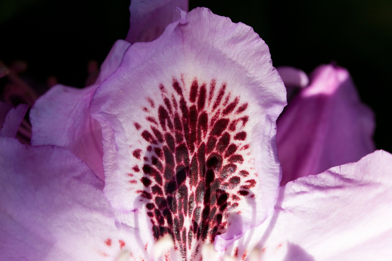 Rododendras, Viena Gėlė, Žiedas, Žydėti, Gentis, Erikacinių Šeimos, Ericaceae, Rožinis, Violetinė, Violetinė