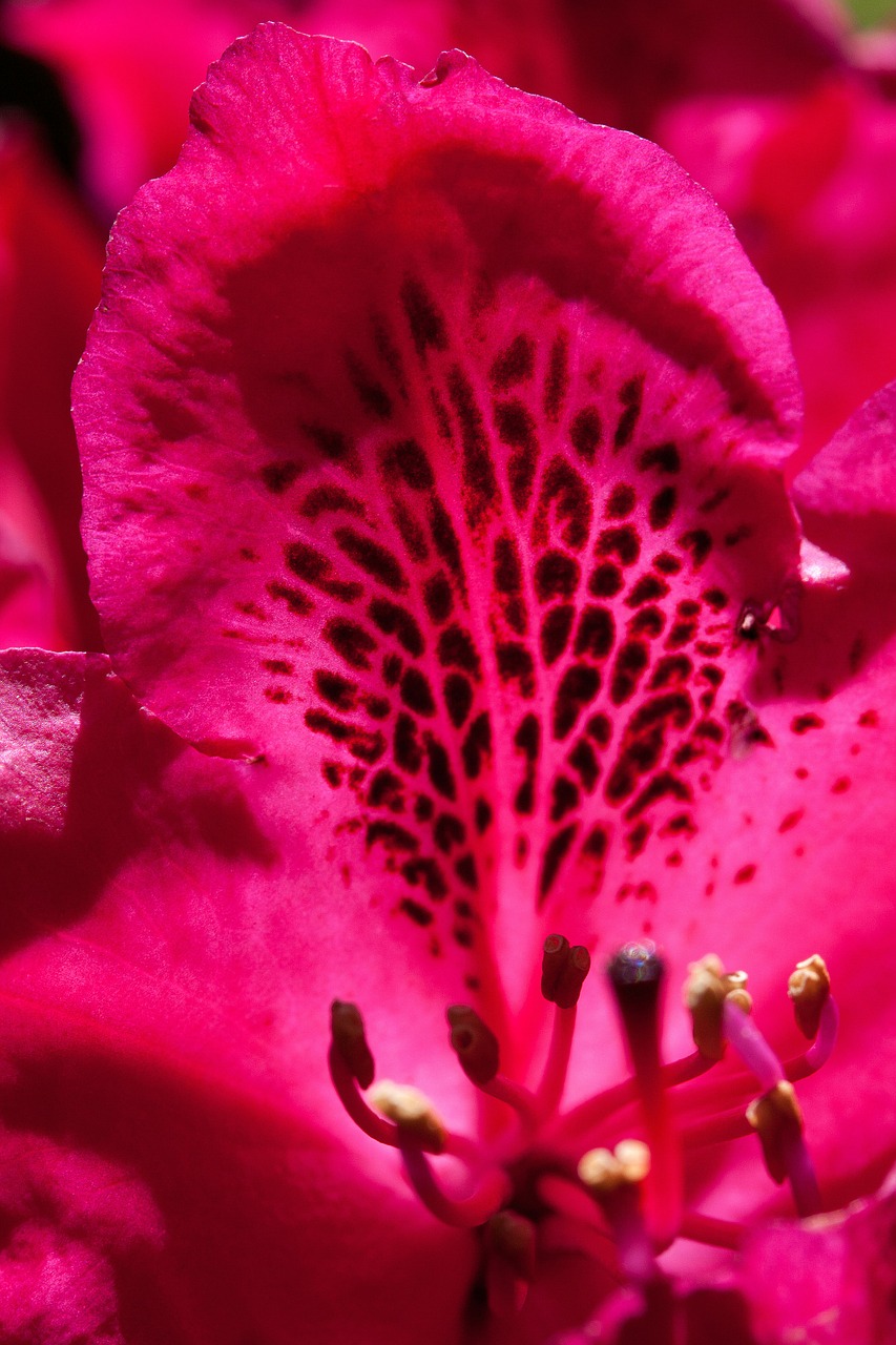 Rododendras, Viena Gėlė, Žiedas, Žydėti, Gentis, Erikacinių Šeimos, Ericaceae, Raudona, Violetinė, Raudona