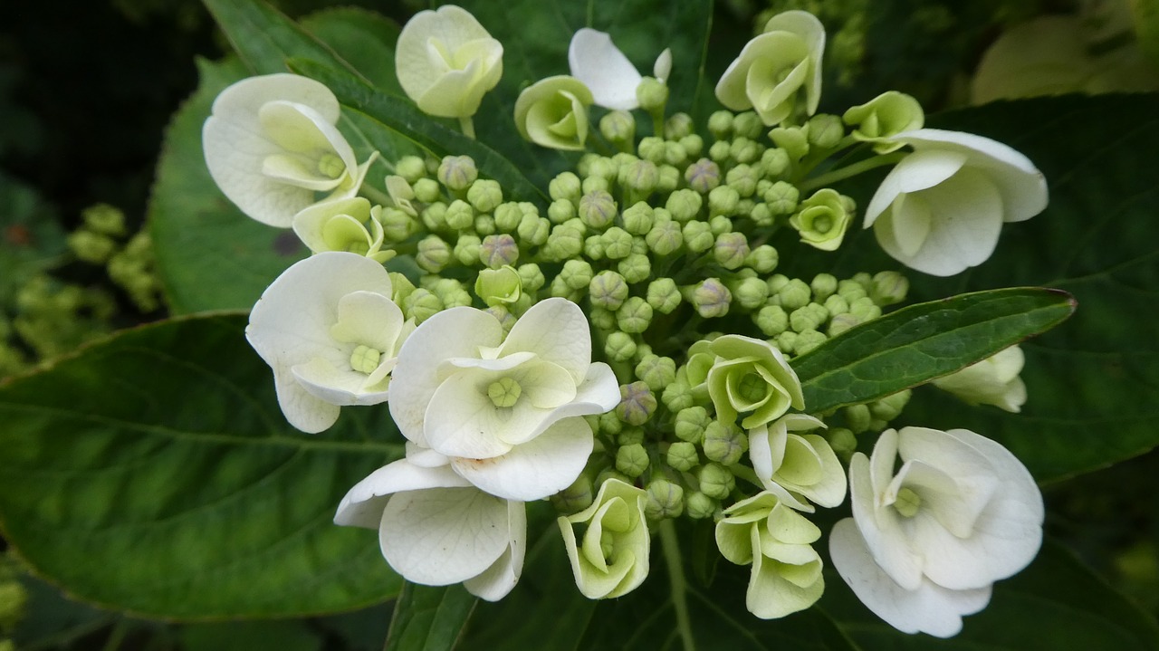 Rhododendron,  Baltas Žiedas,  Pavasaris,  Krūmas,  Bud,  Iš Arti, Nemokamos Nuotraukos,  Nemokama Licenzija