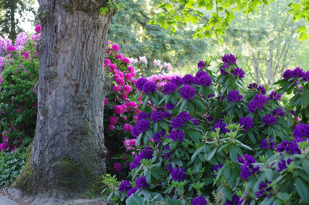 Rhododendron,  Pavasaris,  Augalų,  Pobūdį,  Vasara,  Gėlė,  Rožinis,  Žydi,  Žiedlapiai,  Gražus