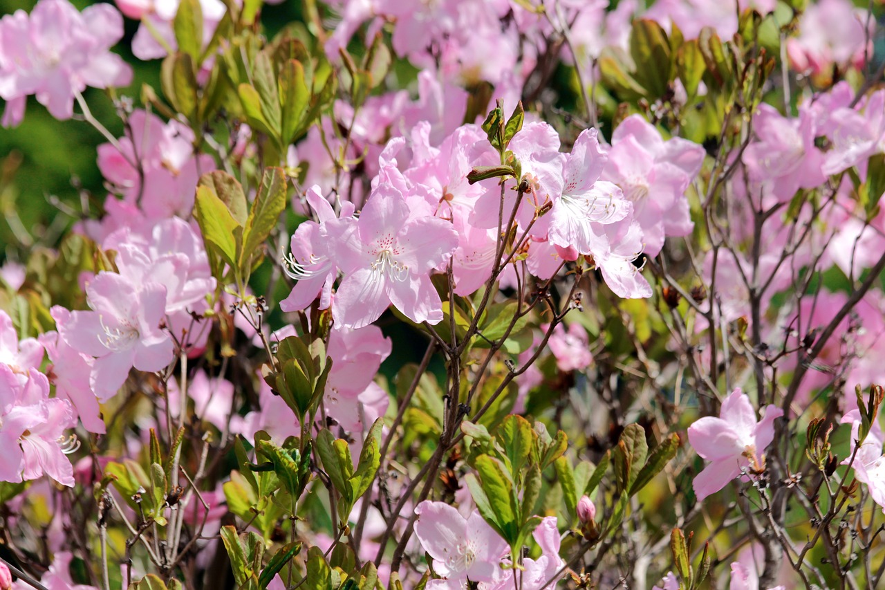 Rhododendron,  Gėlės,  Žydi,  Krūmas,  Pobūdį,  Botanikos Sodas,  Rausvos Gėlės,  Spyruokliniai Žiedai,  Krūmas,  Šviesus