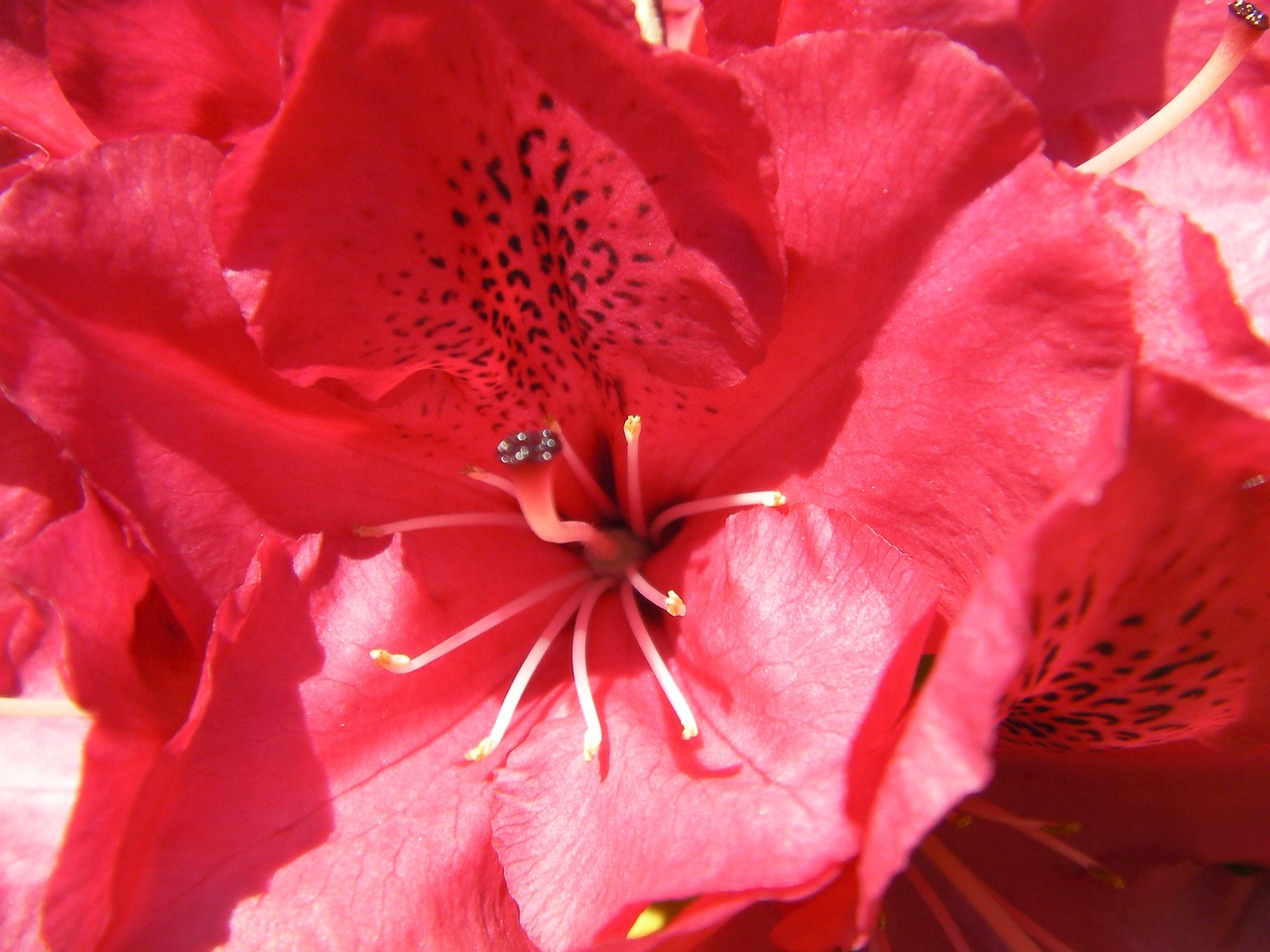 Rododendras, Rhodo, Rhododendron Ferrugineum, Gėlės, Žydėti, Žydi, Gamta, Augalai, Lauke, Sodas