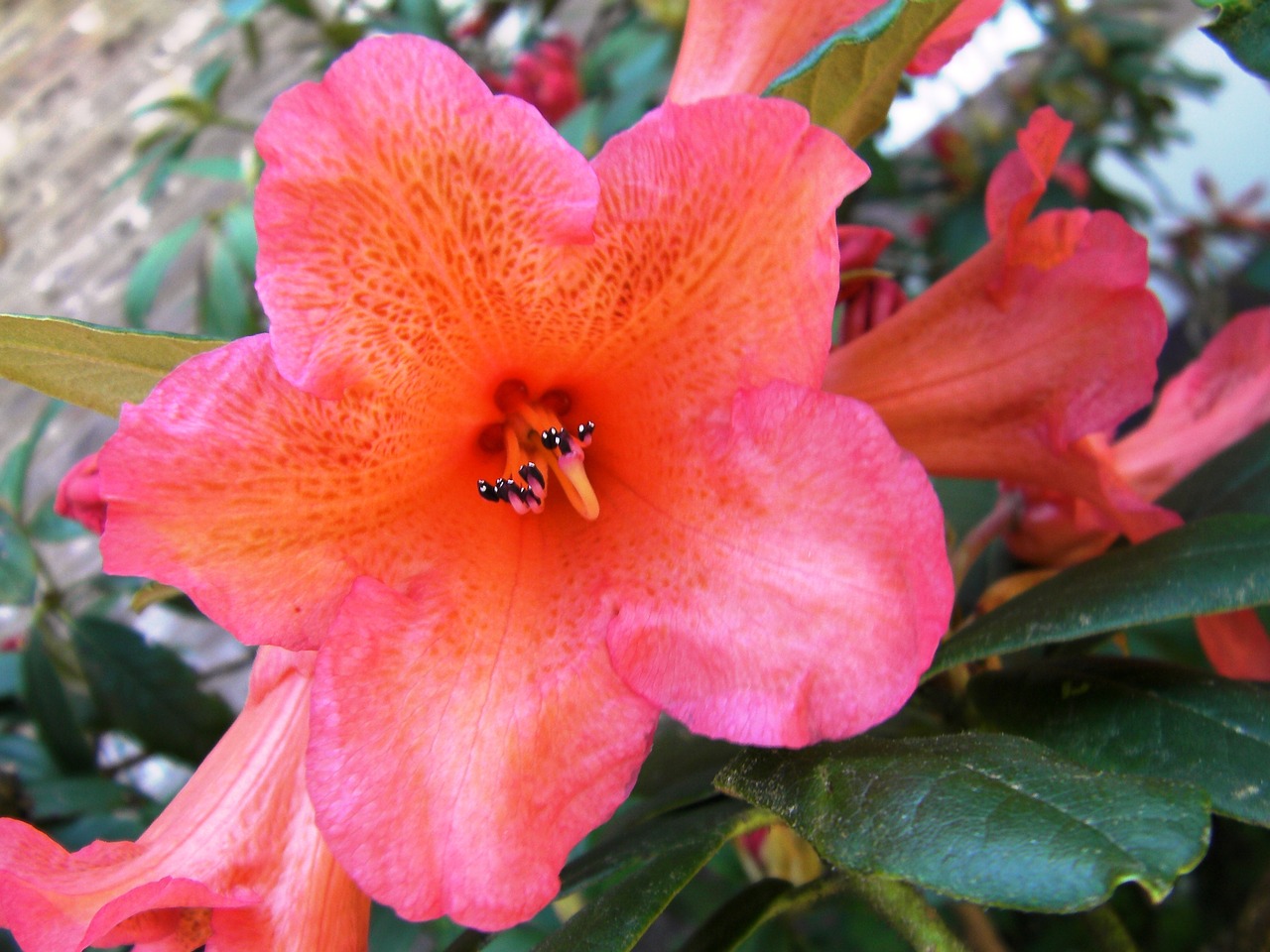 Rododendras, Rhododendron Ferrugineum, Gėlės, Žydėti, Žydi, Gamta, Augalai, Lauke, Sodas, Pavasaris