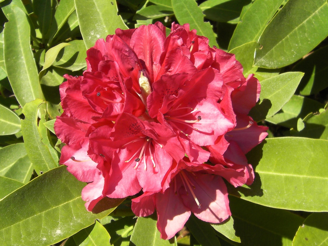 Rododendras, Rhododendron Ferrugineum, Gėlės, Žydėti, Žydi, Gamta, Augalai, Lauke, Sodas, Pavasaris