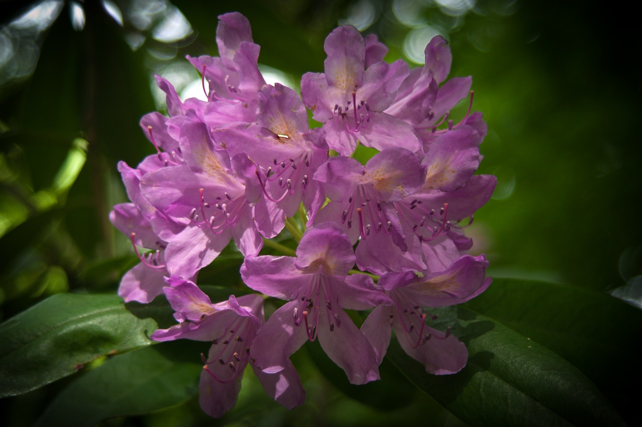 Rododendras, Žydi, Gėlės, Violetinė, Violetinė, Žiedai, Gėlių Puokštė, Žali Lapai, Palieka Foną, Apšviestas