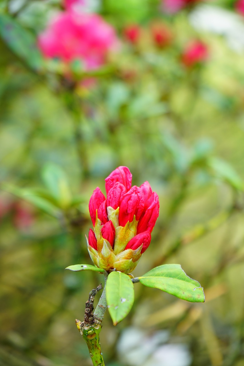 Rododendras, Žiedas, Žydėti, Budas, Žiedynas, Raudona, Žalia Virškėlis, Ericaceae, Krūmas, Nemokamos Nuotraukos