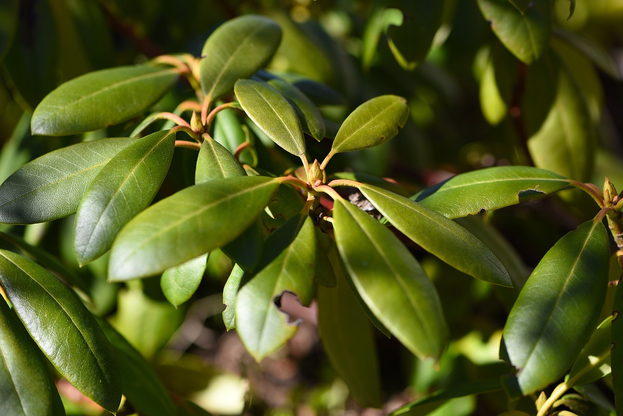 Rododendras, Augalas, Gamta, Žalias, Pavasaris, Uždaryti, Nemokamos Nuotraukos,  Nemokama Licenzija