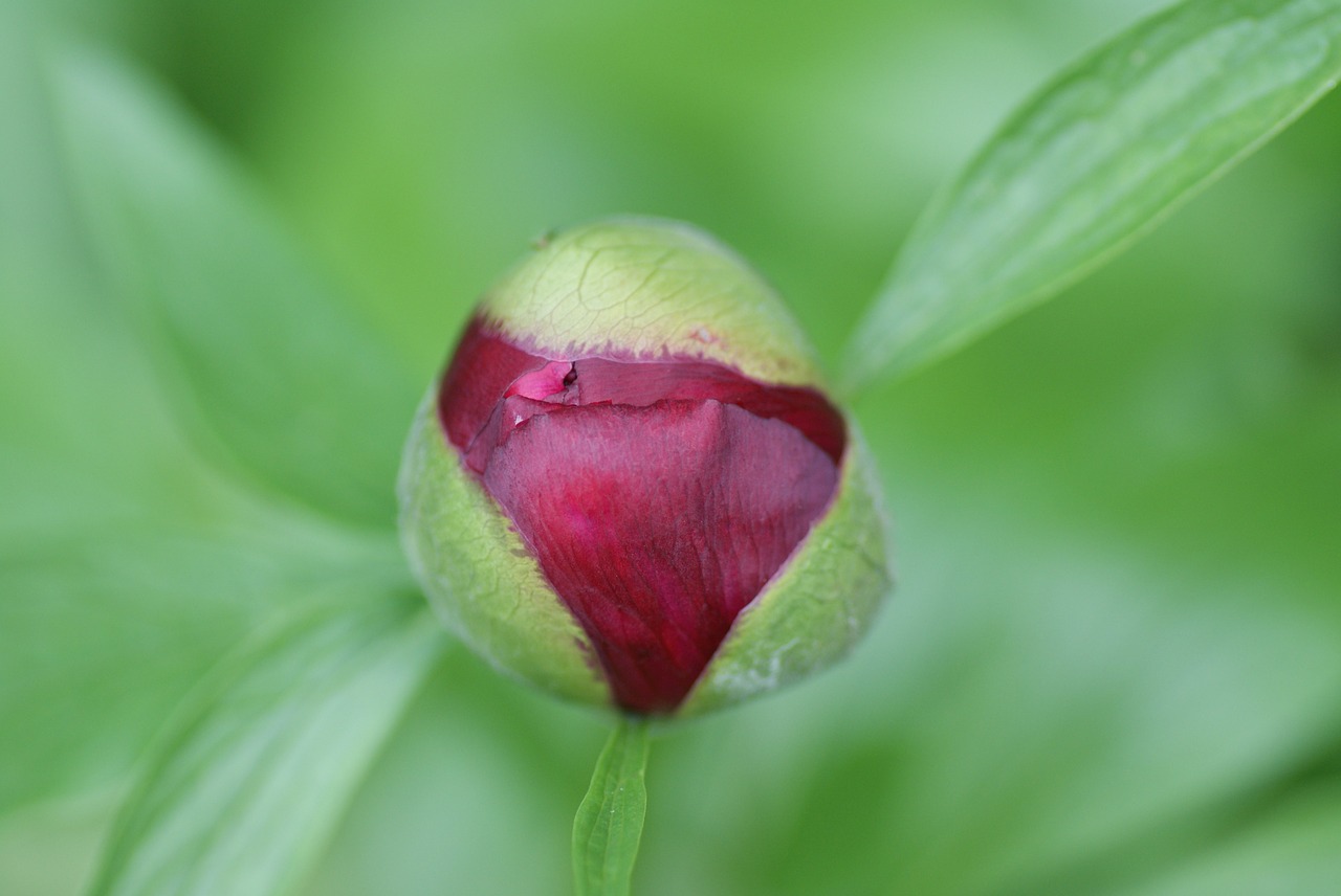 Rododendras,  Budas,  Krūmas,  Sodas,  Augalas,  Žiedas,  Žydėti,  Gamta,  Dekoratyvinis Krūmas,  Žydėti