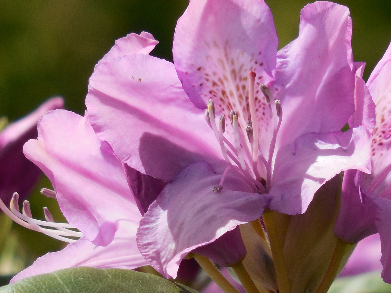 Rododendras,  Žydėti,  Pavasaris,  Gamta,  Žiedas,  Augalas,  Flora,  Spalva,  Rožinis,  Gėlė