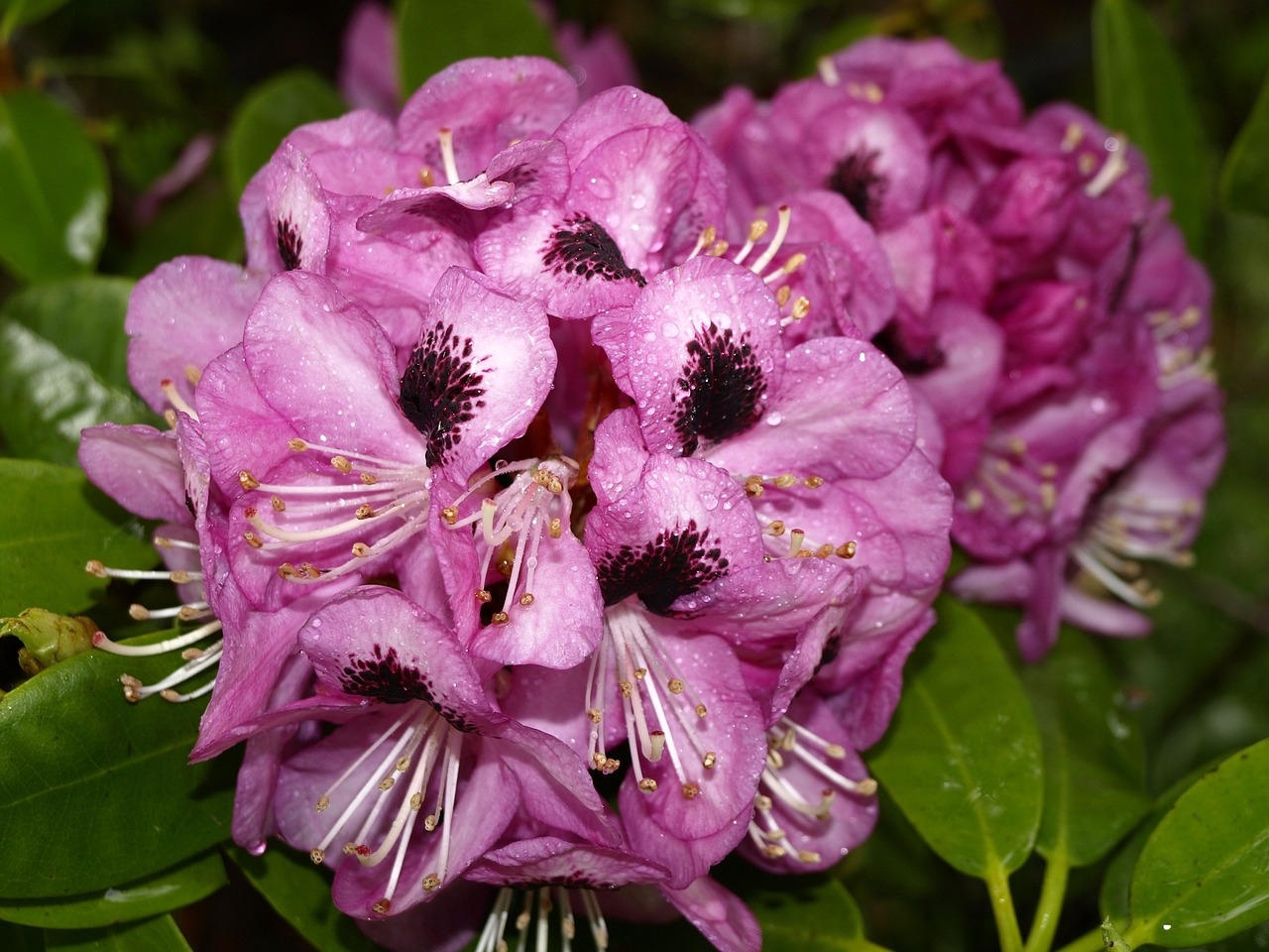 Rododendras, Lietus, Lašelinė, Žiedas, Žydėti, Rožinis, Karoliukas, Liūtys, Lapai, Augalas