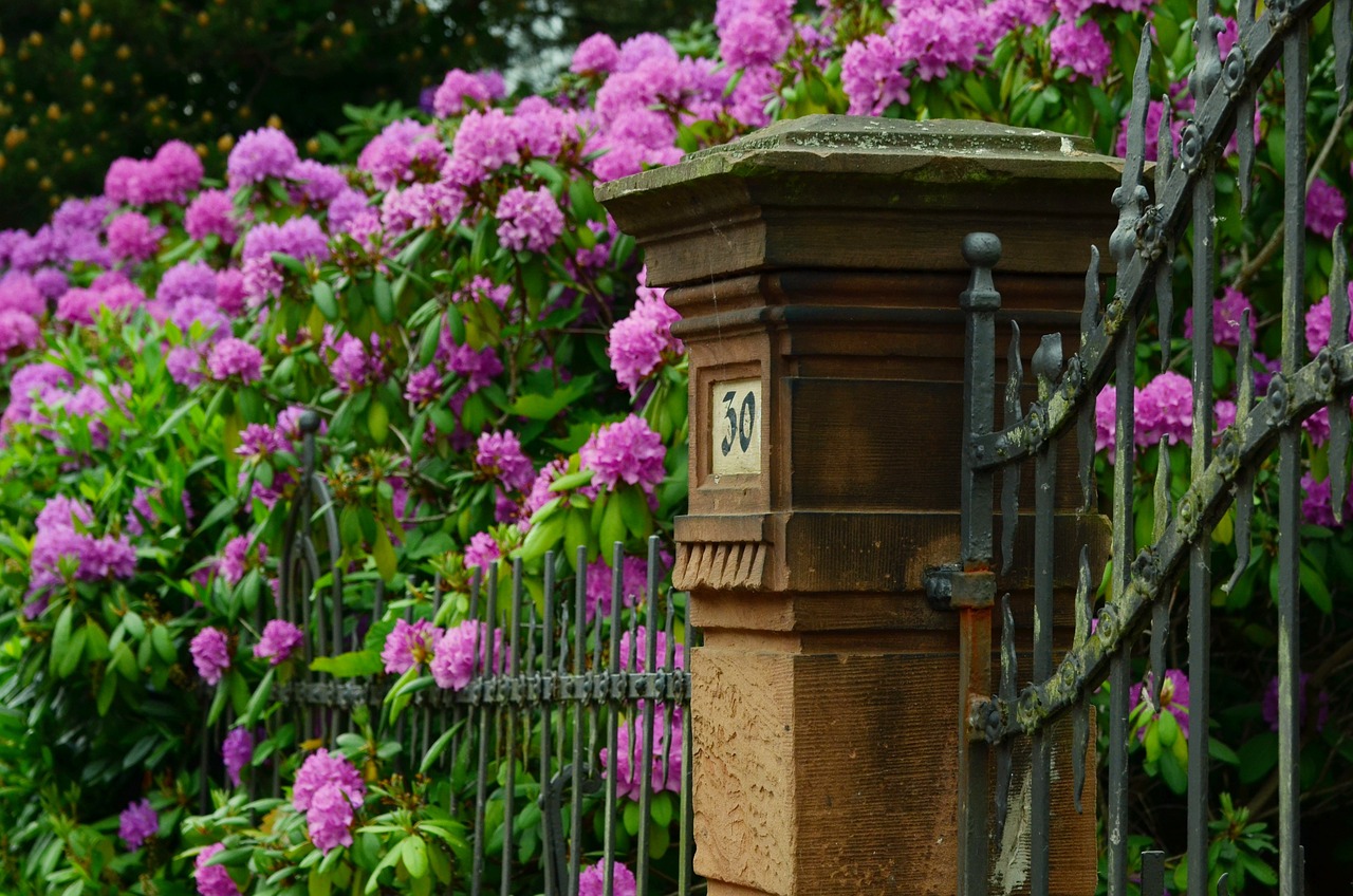 Rododendras, Sodas, Pavasaris, Žiedas, Žydėti, Spalvinga, Tikslas, Tvora, Sodo Tvora, Įvestis