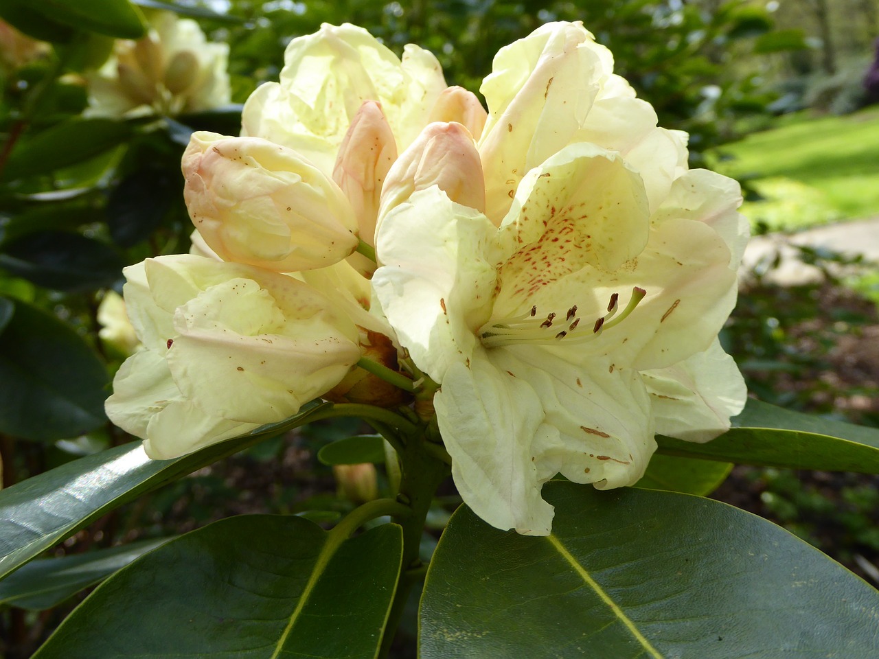 Paplito Rhododendronas, Geltona, Pavasaris, Uždaryti, Gamta, Nemokamos Nuotraukos,  Nemokama Licenzija