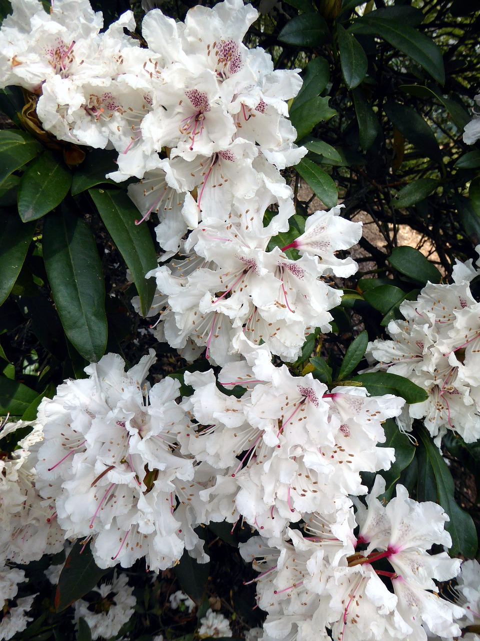Žydėjimas Rhododendronas, Balta, Pavasaris, Baltos Spindesys, Pavasario Gėlė, Nemokamos Nuotraukos,  Nemokama Licenzija