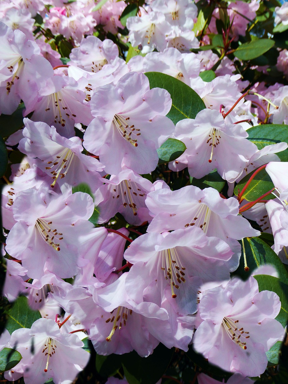 Žydėjimas Rhododendronas, Krūmas, Rožinis, Didelės Gėlės, Krūmai, Nemokamos Nuotraukos,  Nemokama Licenzija