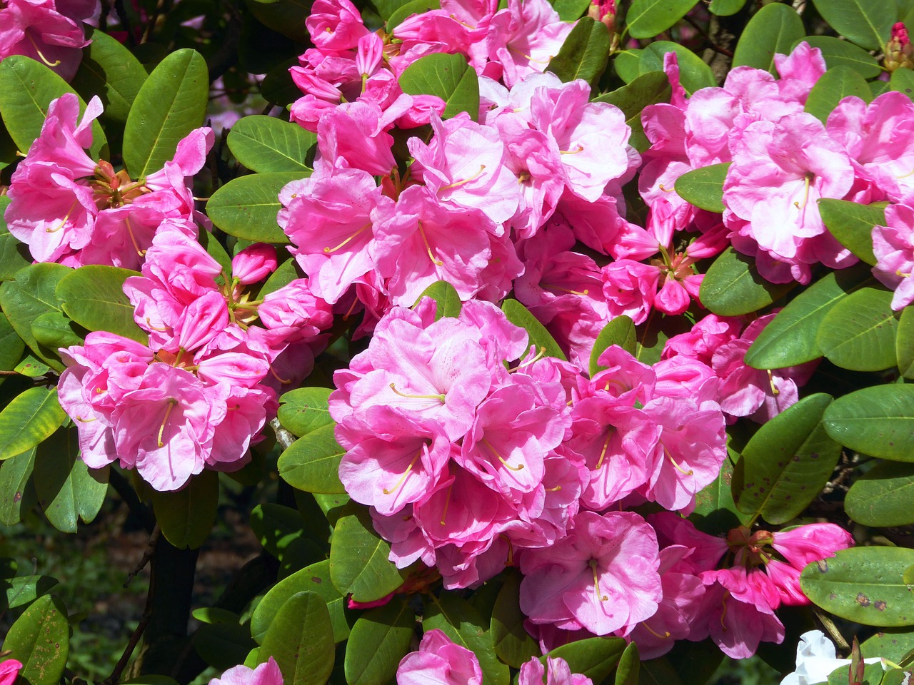 Žydėjimas Rhododendronas, Pavasaris, Rožinis, Gėlės, Uždaryti, Nemokamos Nuotraukos,  Nemokama Licenzija