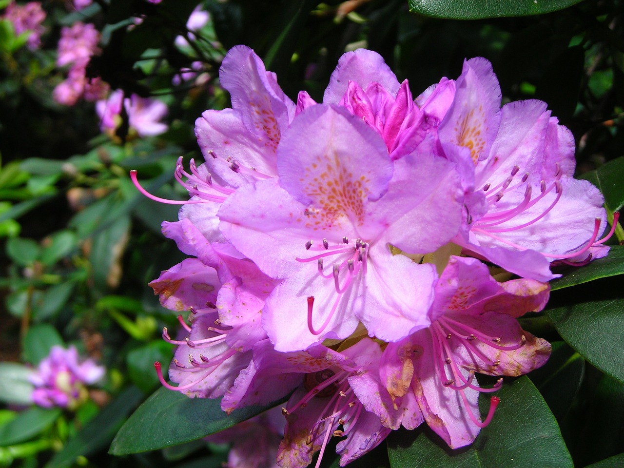 Rhododendron Flower, Birželis, Violetinė, Švelnus, Didelis, Nemokamos Nuotraukos,  Nemokama Licenzija