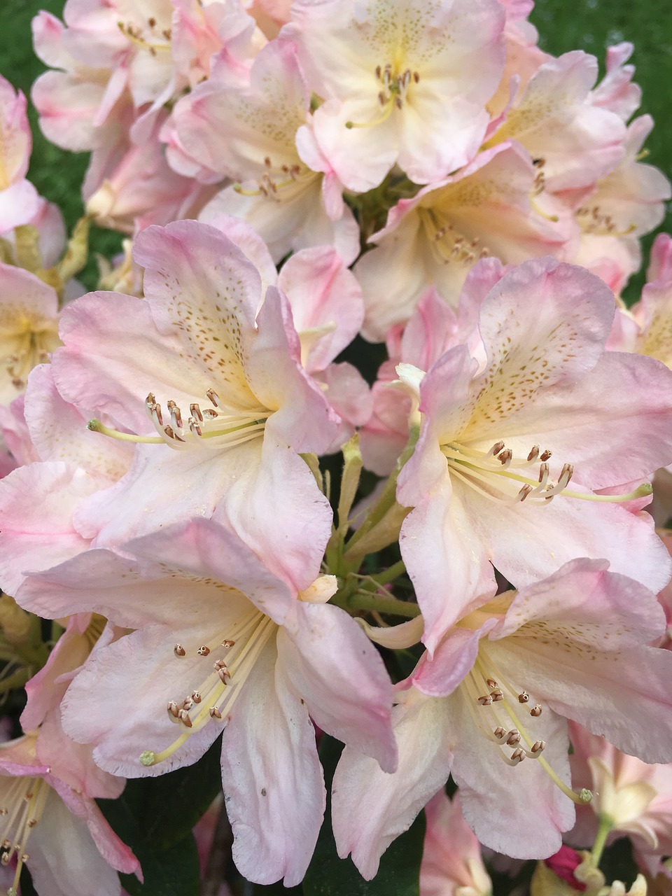 Rhododendron Flower, Rožinis, Uždaryti, Pavasaris, Pistil, Gėlės, Nemokamos Nuotraukos,  Nemokama Licenzija