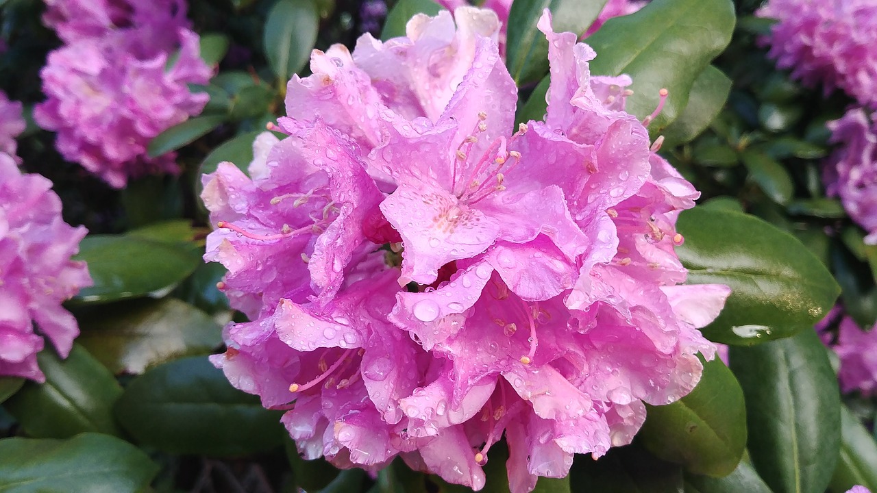 Rhododendron Gėlių,  Pavasaris,  Violetinė,  Rasos Ant Rododendrų, Nemokamos Nuotraukos,  Nemokama Licenzija