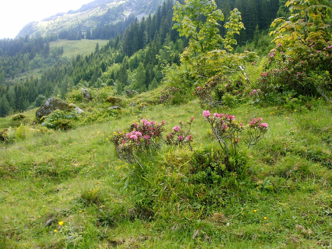 Rhododendron Gėlės, Alpių Takas, Gamtos Rezervatas, Nemokamos Nuotraukos,  Nemokama Licenzija