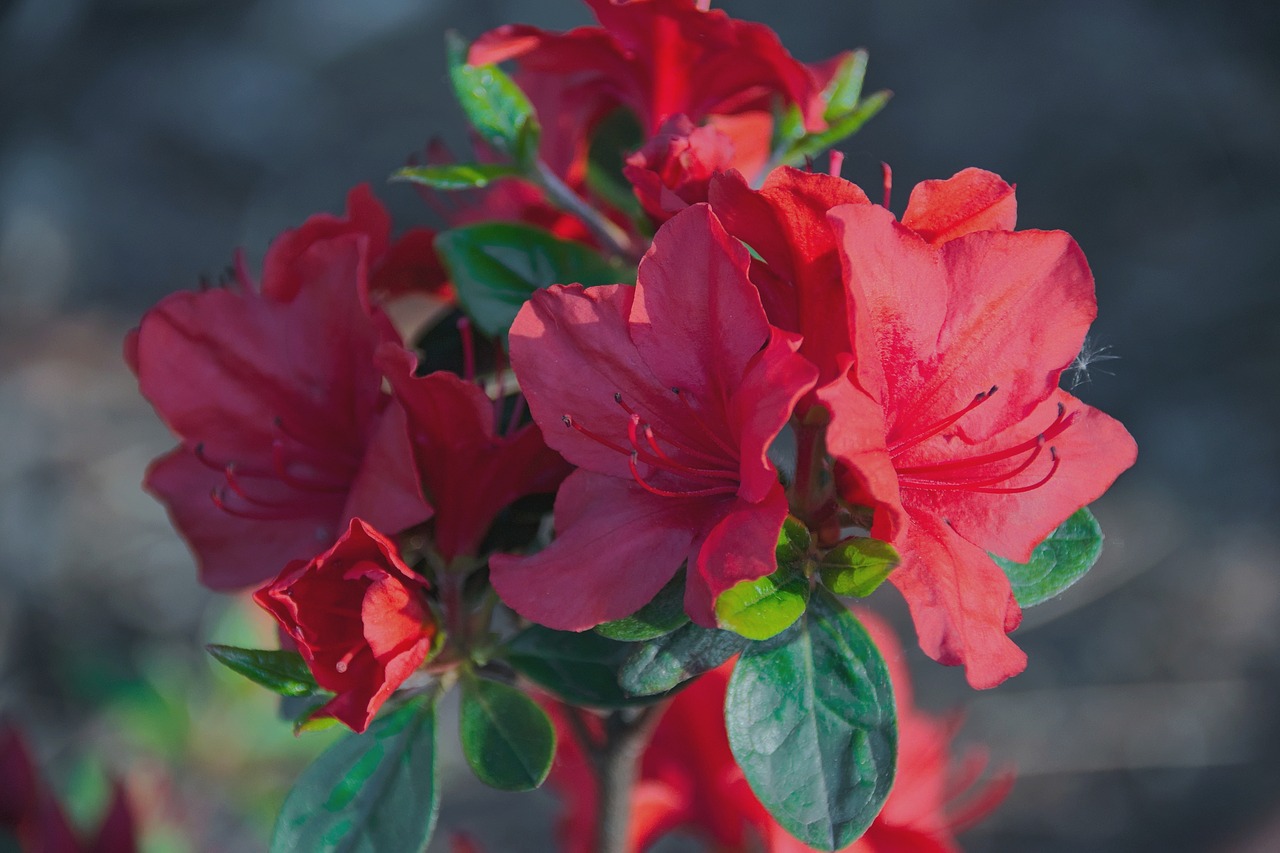 Rhododendron Japanese, Azalija, Japonų Azalija, Rododendras, Makro, Pavasaris, Gėlė, Azalijos, Iš Arti, Raudona Gėlė