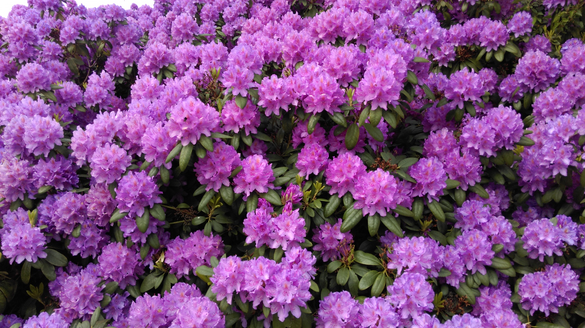 Rododendras,  Violetinė,  Rododendronio Violetinė Vasara, Nemokamos Nuotraukos,  Nemokama Licenzija