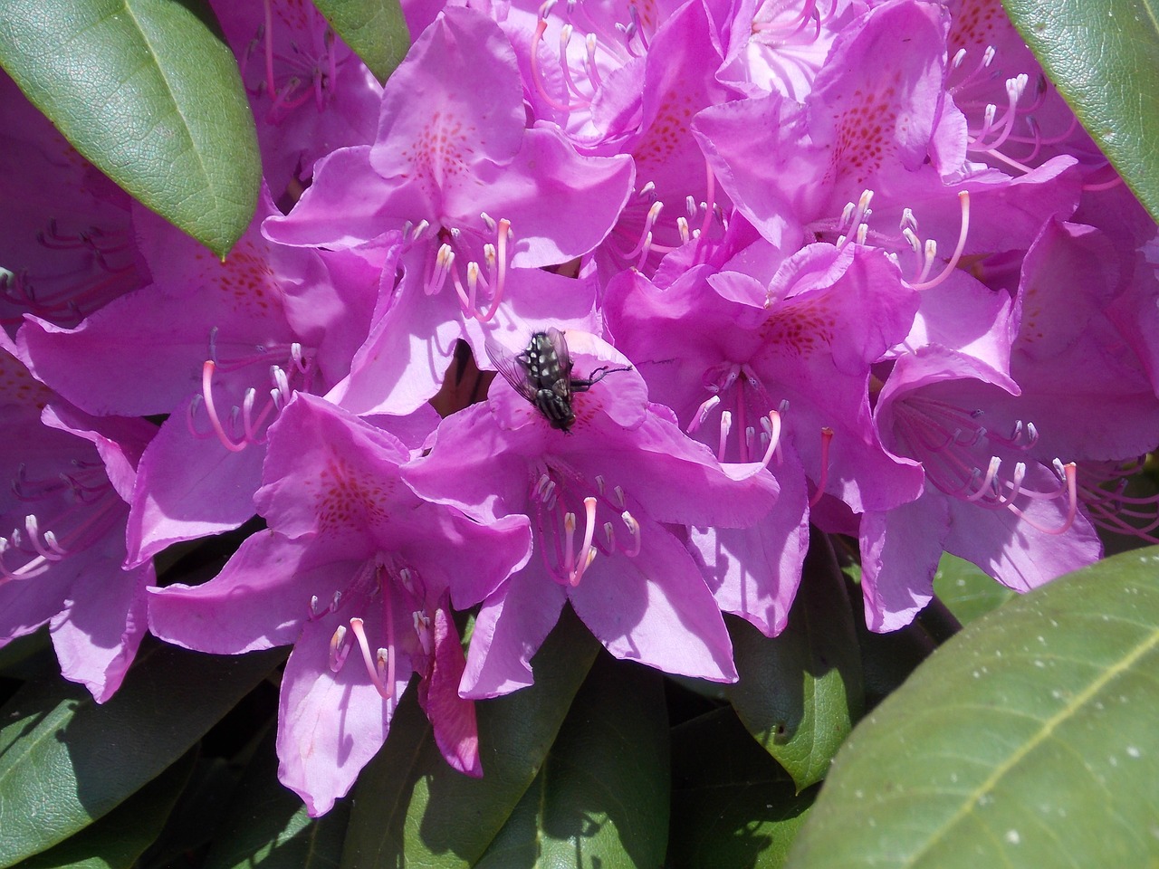 Rododendras Su Skruzdeliu, Rožinis, Žiedas, Žydėti, Uždaryti, Pavasaris, Augalas, Gamta, Nemokamos Nuotraukos,  Nemokama Licenzija