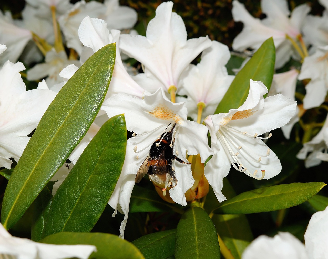 Rododendrai, Krūmas, Gėlės, Balta, Švelnus, Frühlingsanfang, Hummel, Apdulkinimas, Makro, Nemokamos Nuotraukos