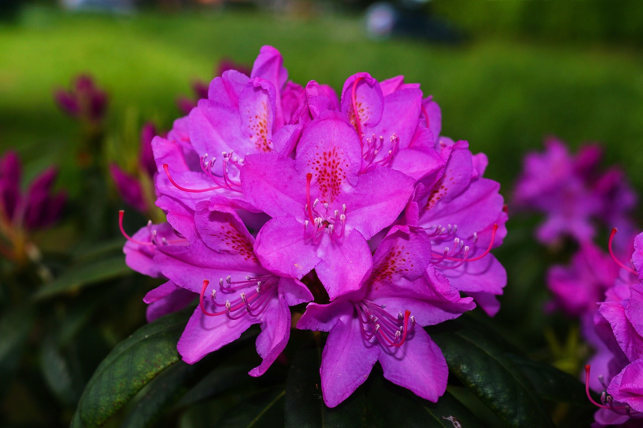 Rododendrai, Gėlės, Krūmas, Violetinė, Švelnus, Gražus, Ornamentas, Nemokamos Nuotraukos,  Nemokama Licenzija