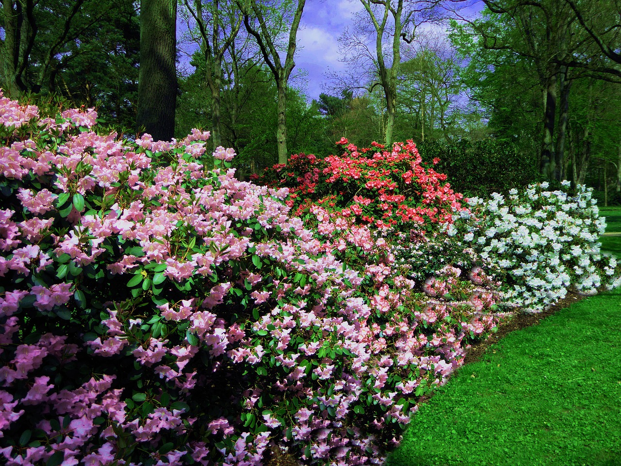 Rododendrai, Spalvinga, Pavasaris, Gėlės, Nemokamos Nuotraukos,  Nemokama Licenzija