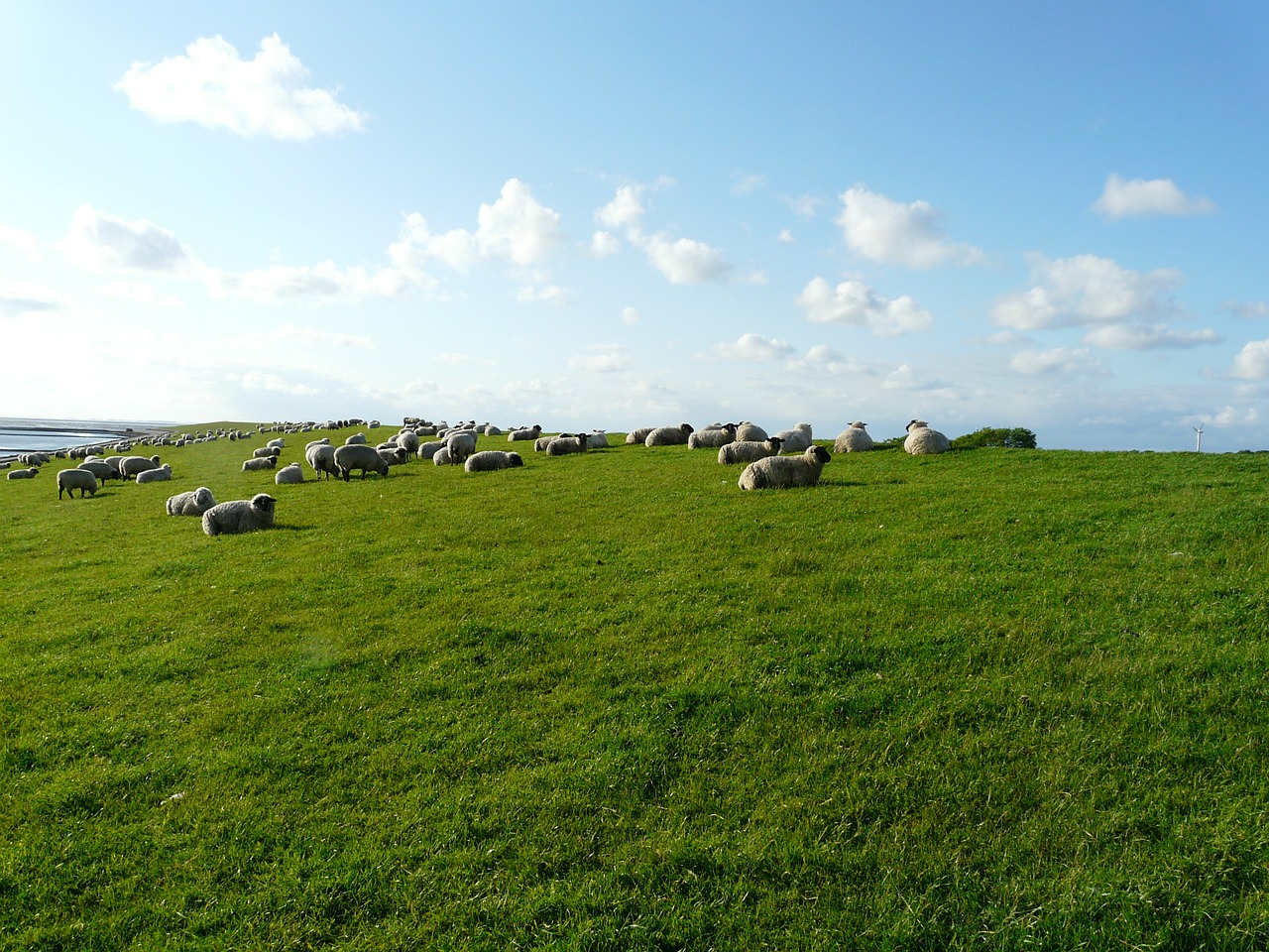 Rhon Avys, Avių Pulkas, Grupė, Poilsis, Rūpestis, Avys, Ganyti, Vilnos, Dike, Pieva