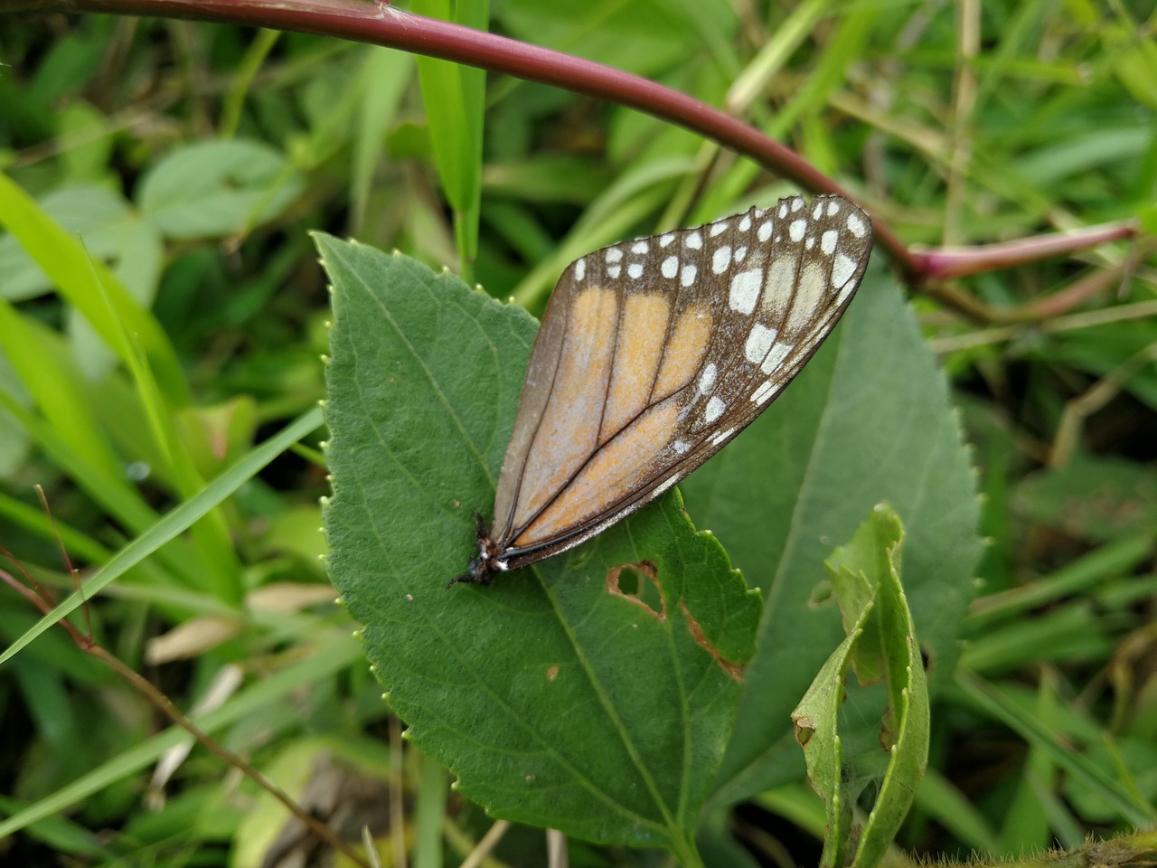 Rhopalocera,  Pobūdį,  Vabzdys,  Vasara, Nemokamos Nuotraukos,  Nemokama Licenzija