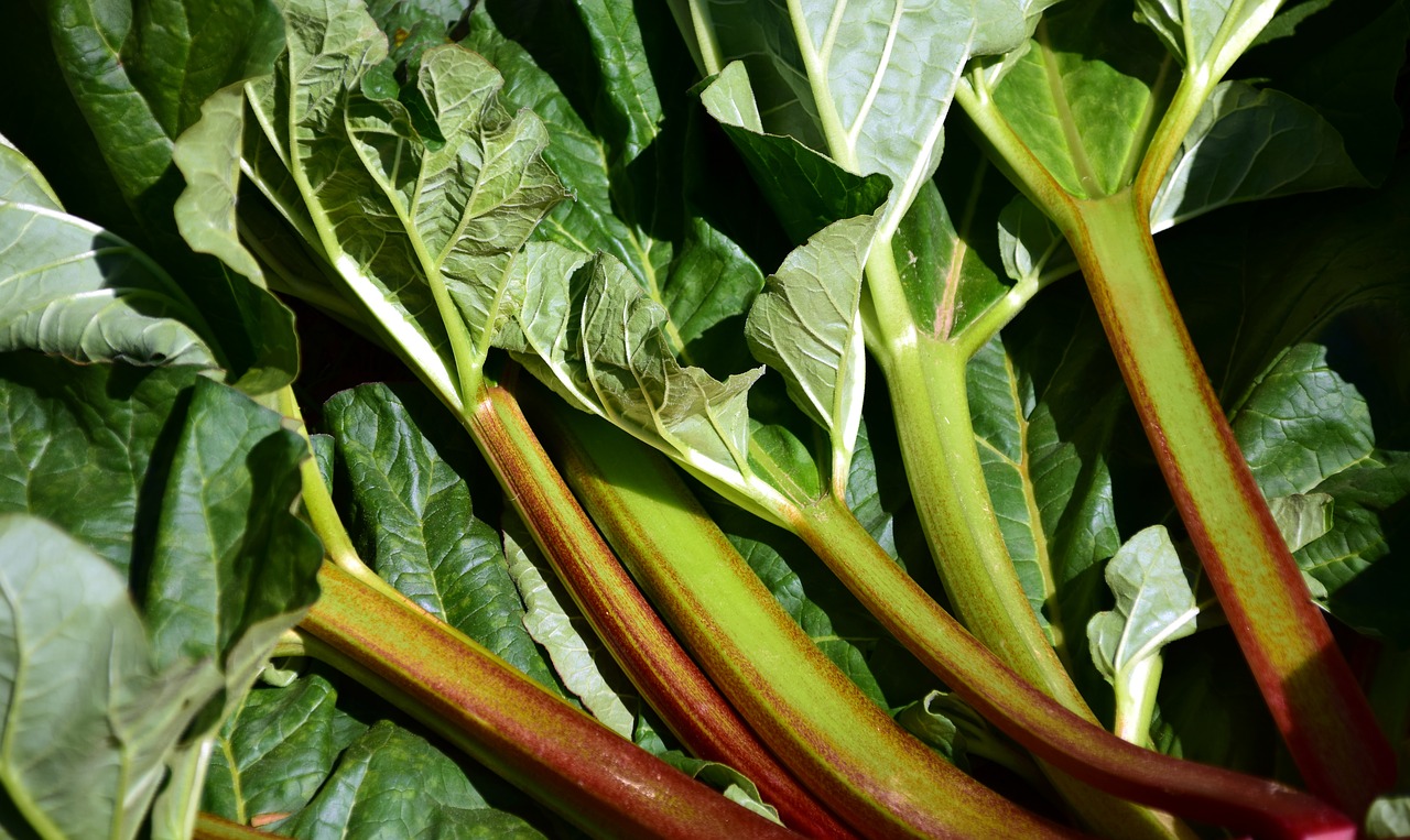 Rabarbarai, Žalias, Sodas, Daržovės Rhabarber, Raudona, Pasėlių, Polygonaceae, Daržovės, Stengel, Daugiametis