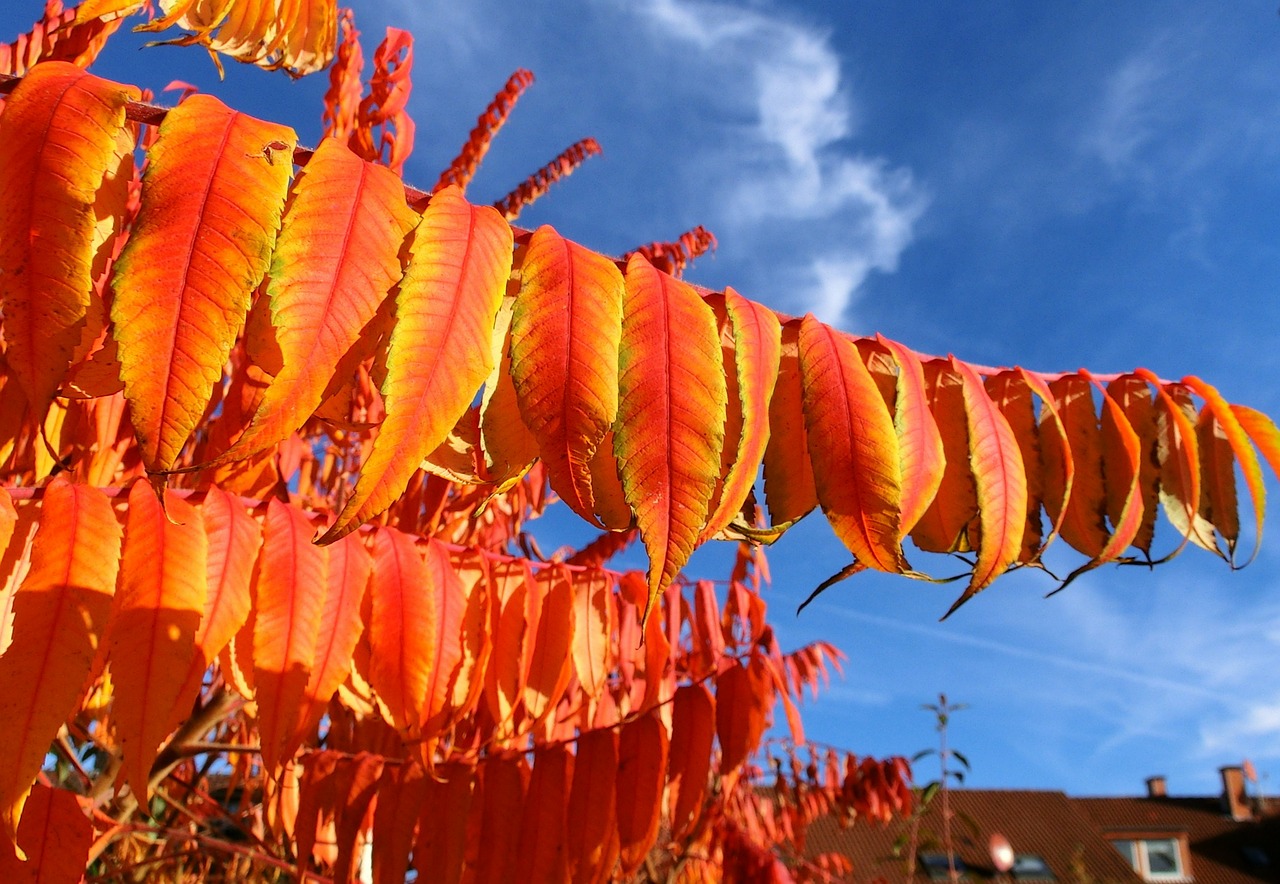 Rhus, Lapuočių, Rhus Typhina, Lapai, Spalvinga, Dažymas, Kritimo Spalva, Herbstlaug, Geltona, Oranžinė