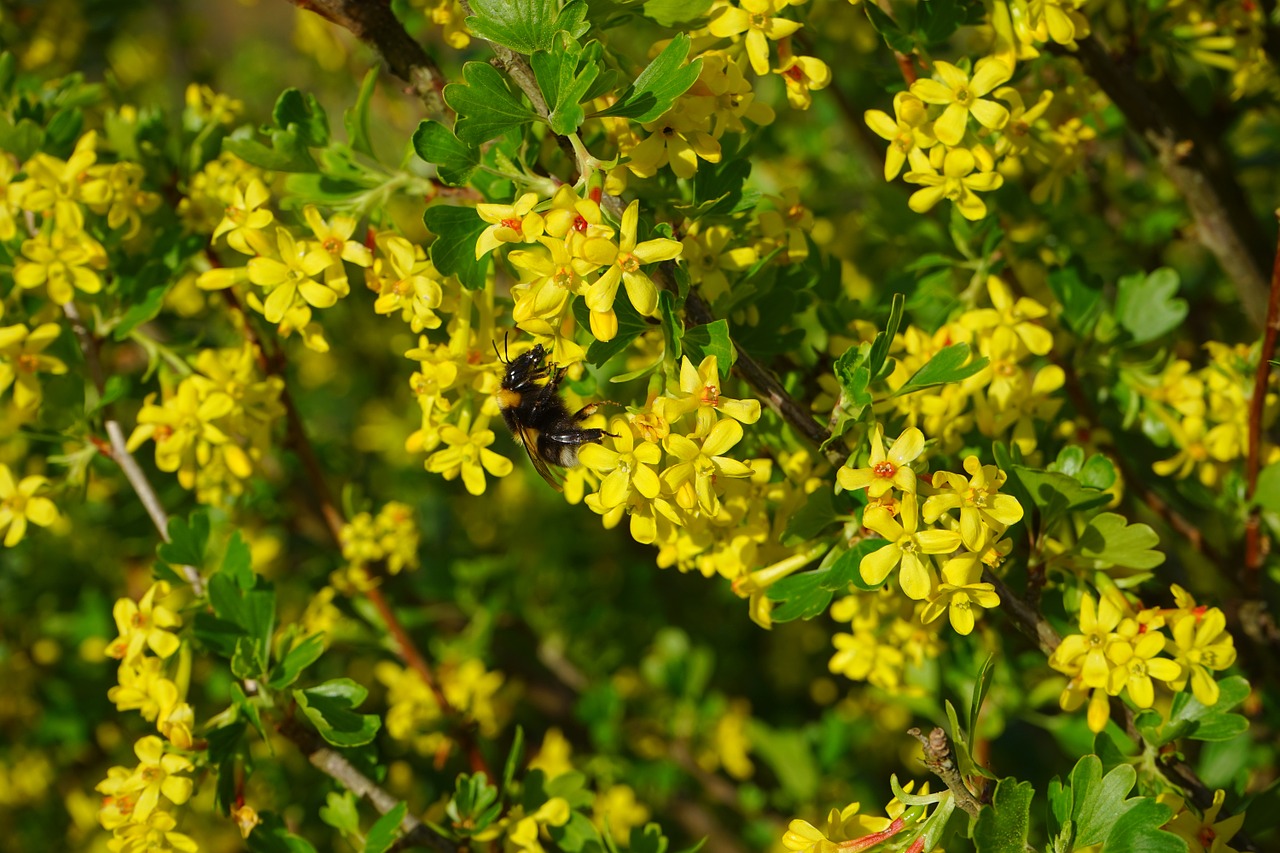 Ribos Aureum, Gėlės, Geltona, Krūmas, Filialas, Krūmas, Serbentų, Ribos, Agrastų Šiltnamiai, Grossulariaceae