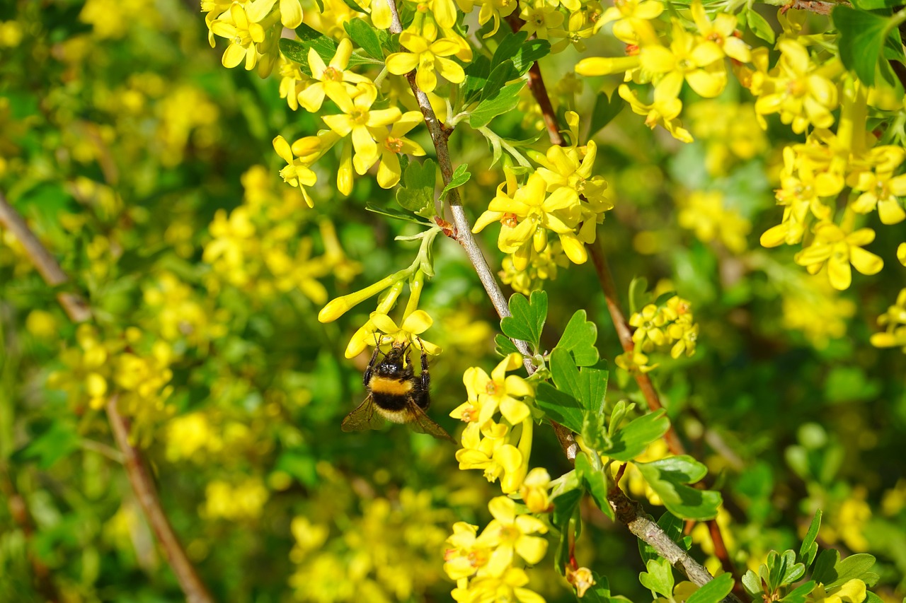 Ribos Aureum, Gėlės, Geltona, Krūmas, Filialas, Krūmas, Serbentų, Ribos, Agrastų Šiltnamiai, Grossulariaceae