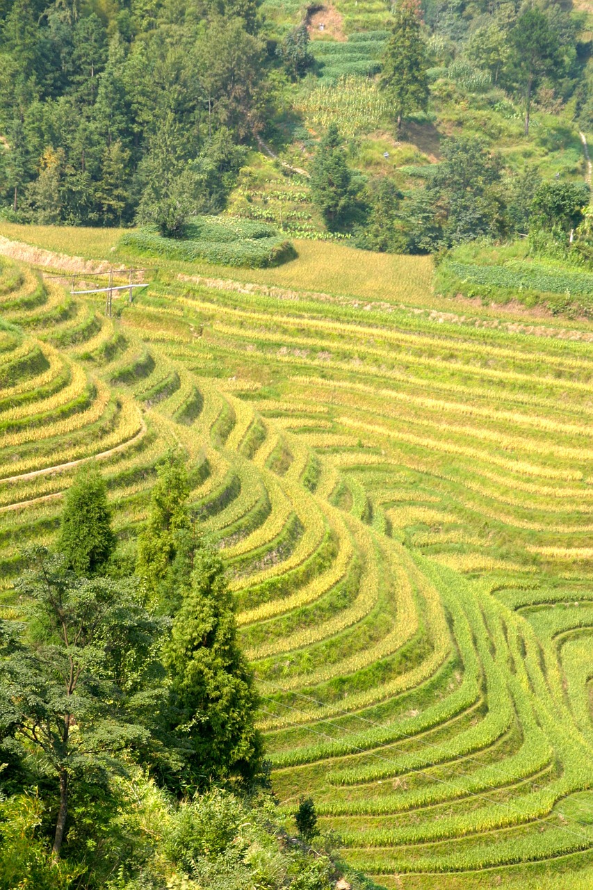 Ryžiai, Plantacija, Ryžių Plantacijos, Ryžių Laukai, Asija, Kraštovaizdis, Laukas, Nemokamos Nuotraukos,  Nemokama Licenzija